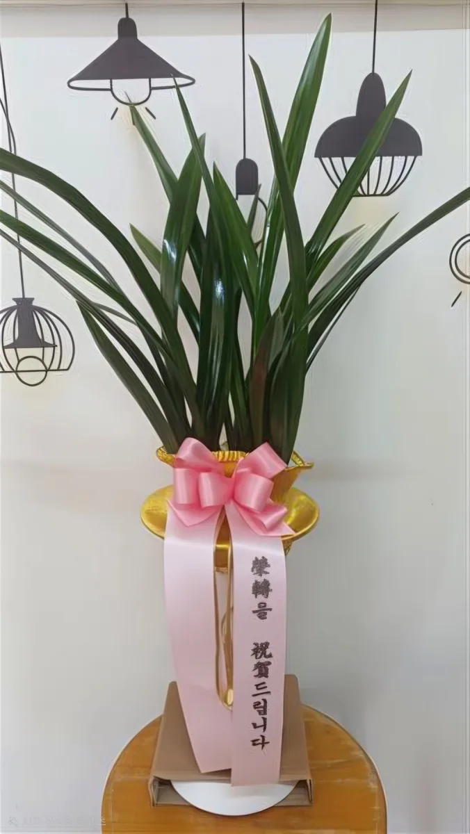실제 배송한 동양란